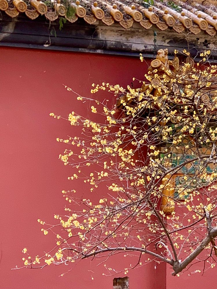 不惧严寒,不惧严寒静待春暖花开