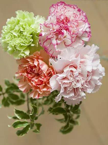 最美母亲节完整版,最美康乃馨母亲节