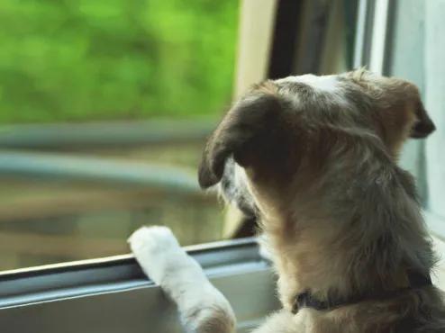 一只狗的图片,一只狗的自我安慰