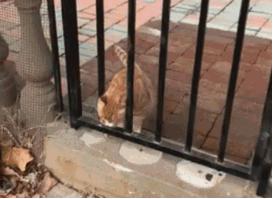 网上都在说猫是液体的，很多人猫奴也认同