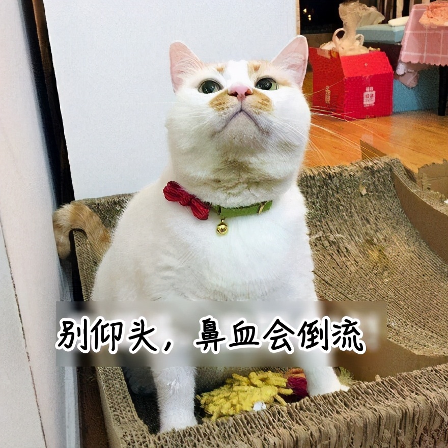 娃一天流3次鼻血,用纸巾堵住后竟吐血!这些止血法太坑娃