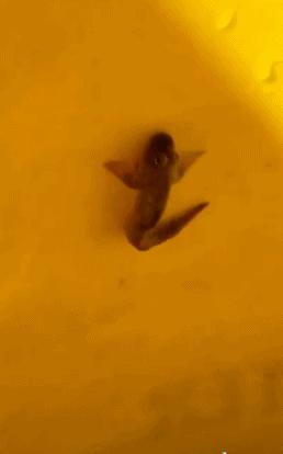 59块钱两双鞋子,55元两双鞋