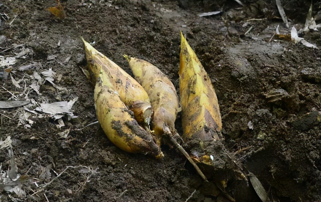 冬笋为什么都是三斤五斤起卖,冬笋一斤有多少肉