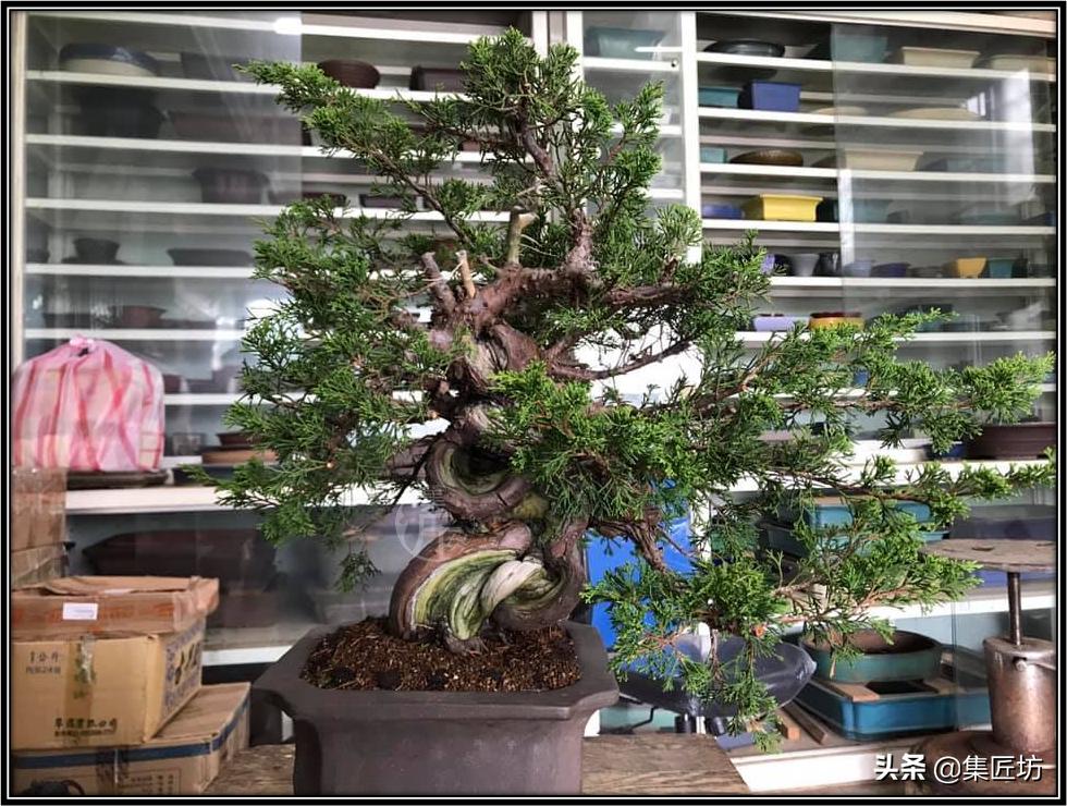 盆景初学者教程,盆景换盆需要哪些配方