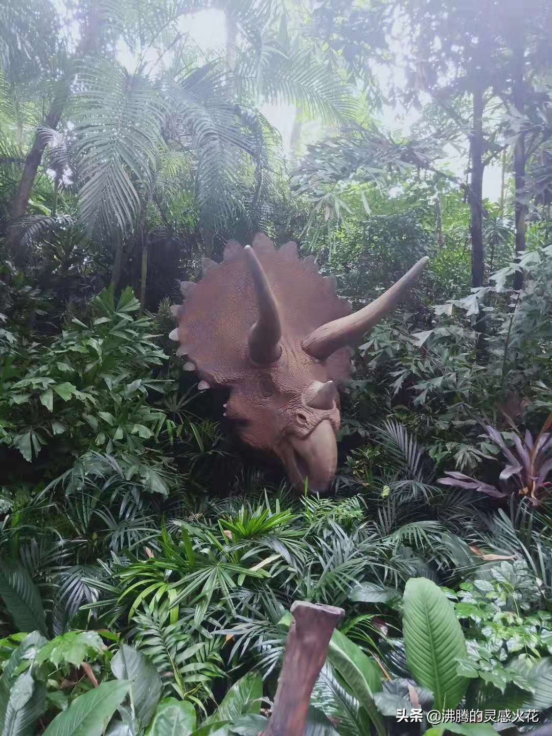 长隆野生动物世界探寻自然之美,长隆野生动物世界丛林野趣大巡游