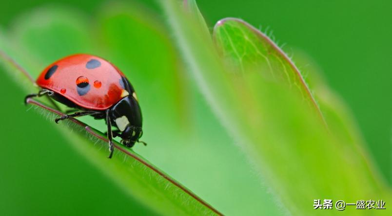 草履蚧有什么作用,草履蚧怎么防治彻底