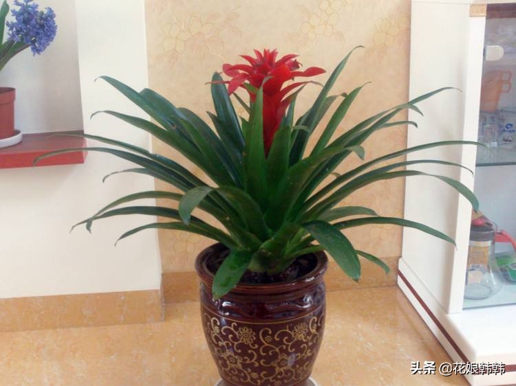 鸿运当头叶子干了是什么原因,鸿运当头为什么干尖