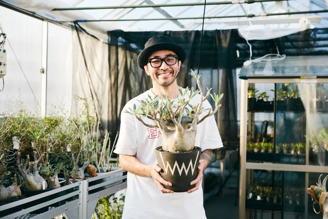 金盆洗手吧，植物杀手们