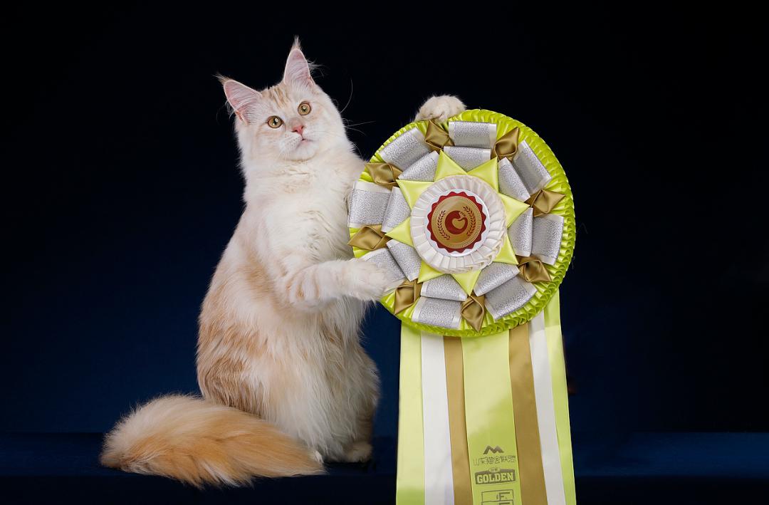 猫宫庄园•赛场上猫眼睁不开的原因分析及用药指南