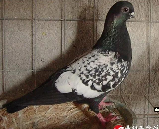 北京鸽哨制作,北京鸽哨晨曲