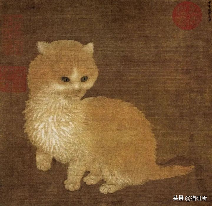 古代人如何称呼不同毛色的猫咪？
