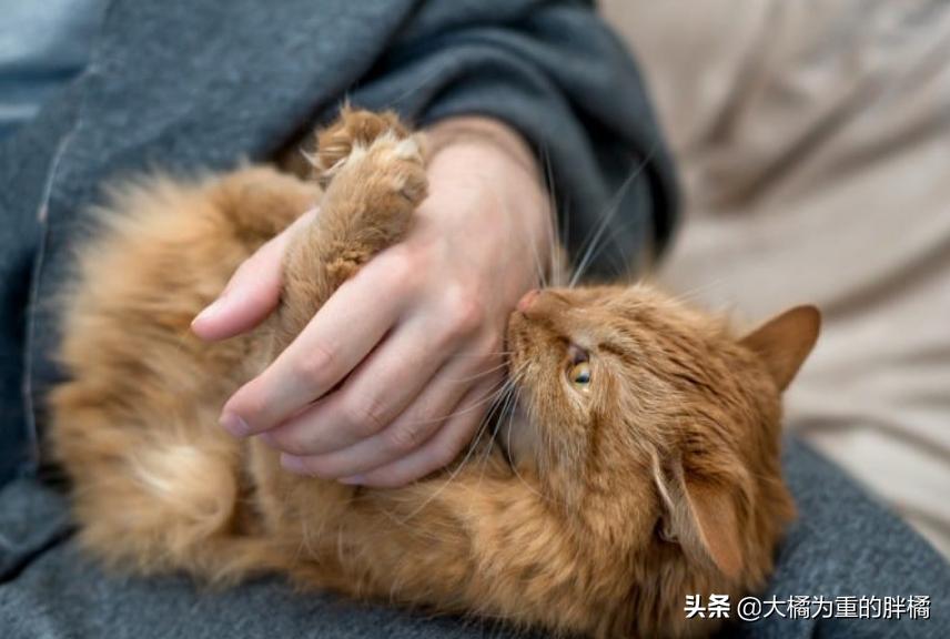 猫咪突然咬你的鞋子很凶,猫咪突然咬你脸