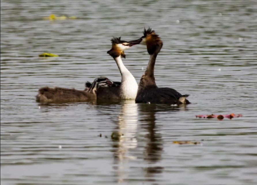 衡水湖有多美丽,七月衡水湖