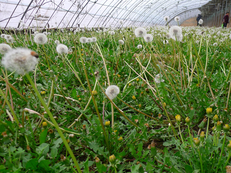 蒲公英种植技术高产,蒲公英怎样种植可高产