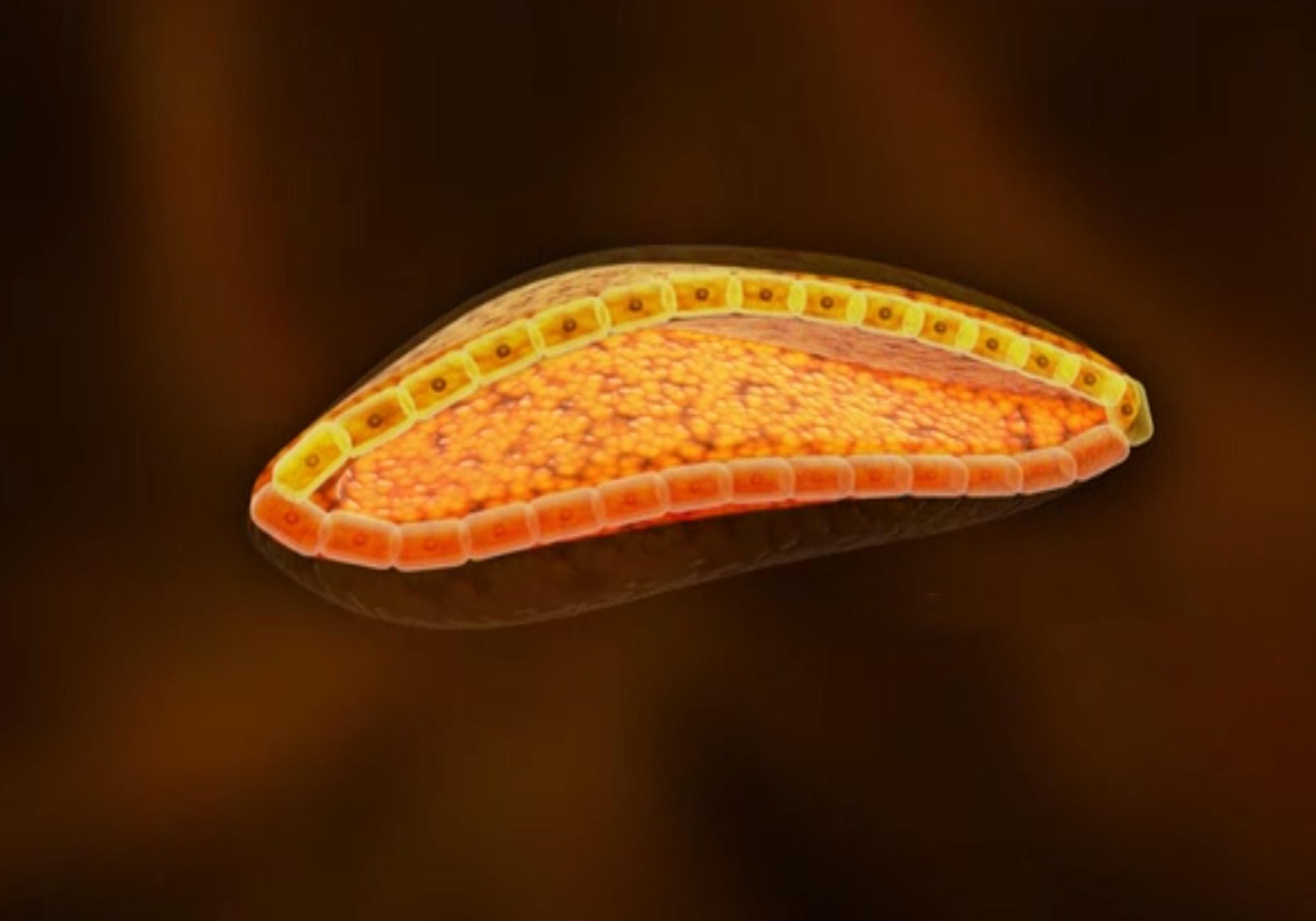 胎心发育全过程高清图,3胞胎孕囊胚胎的发育全过程视频