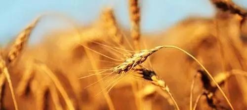 过敏性休克饮食,过敏性食物中毒如何引起的