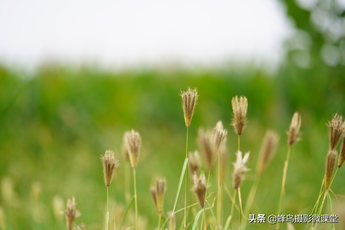 今年会出哪些全画幅微单,最强微单全画幅是r5吗