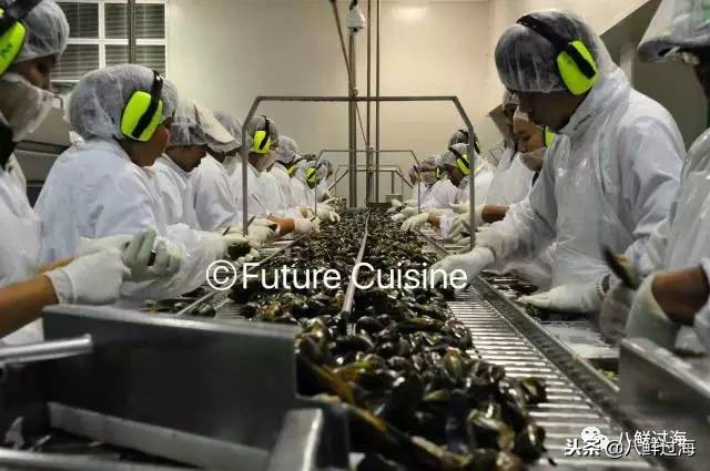 引入活青口贝、鲜帝王鲑,新西兰海产出口商的新生力量!