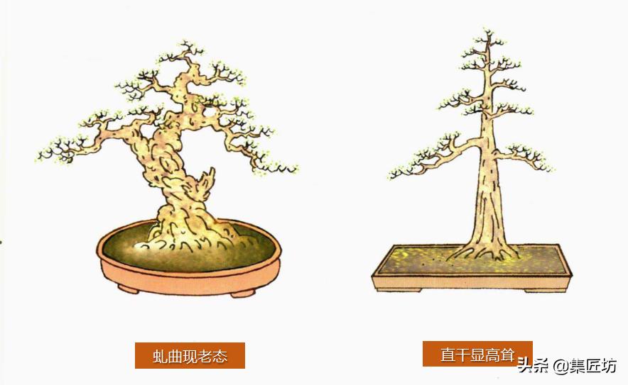 盆景入门技巧与秘籍,盆景造型基本原则