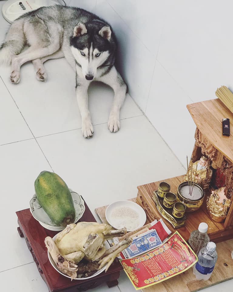 狗狗吃火龙果主人以为死了,狗狗吃牛油果后死亡