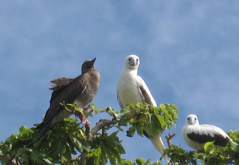 西沙东岛的野牛群是怎么活下来,现在西沙东岛野牛群还有多少