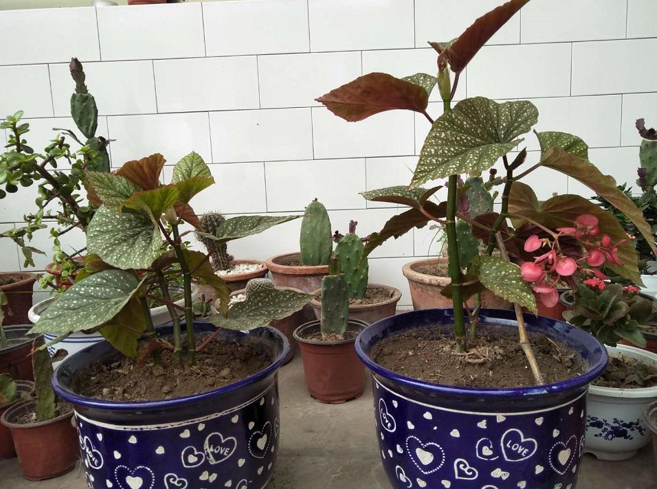 竹节海棠换盆工具,竹节海棠小盆换大盆