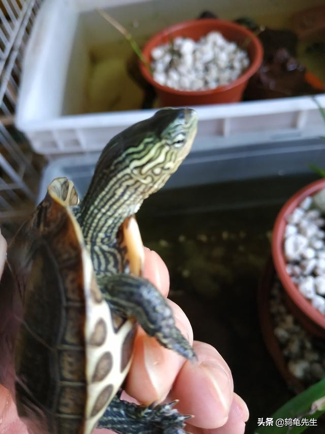 花龟很容易腐皮腐甲吗,天天换水水质还是发黄