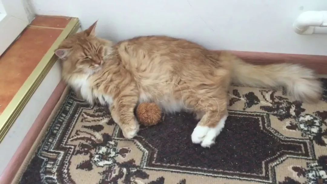 猫咪不爱主人是什么心理,猫咪无聊想玩的时候会怎么样