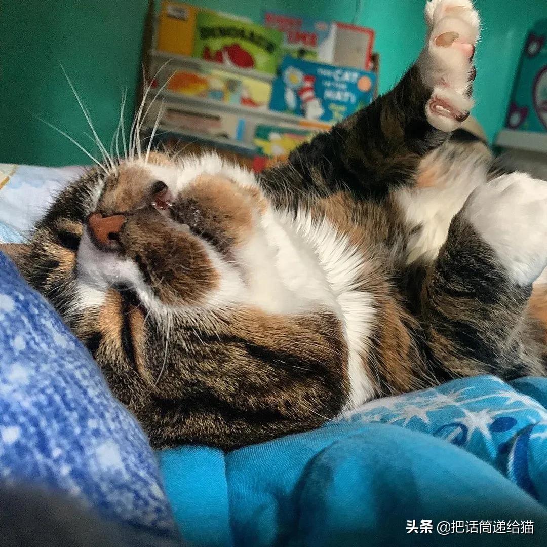 猫兄妹可爱视频,矮脚猫兄妹