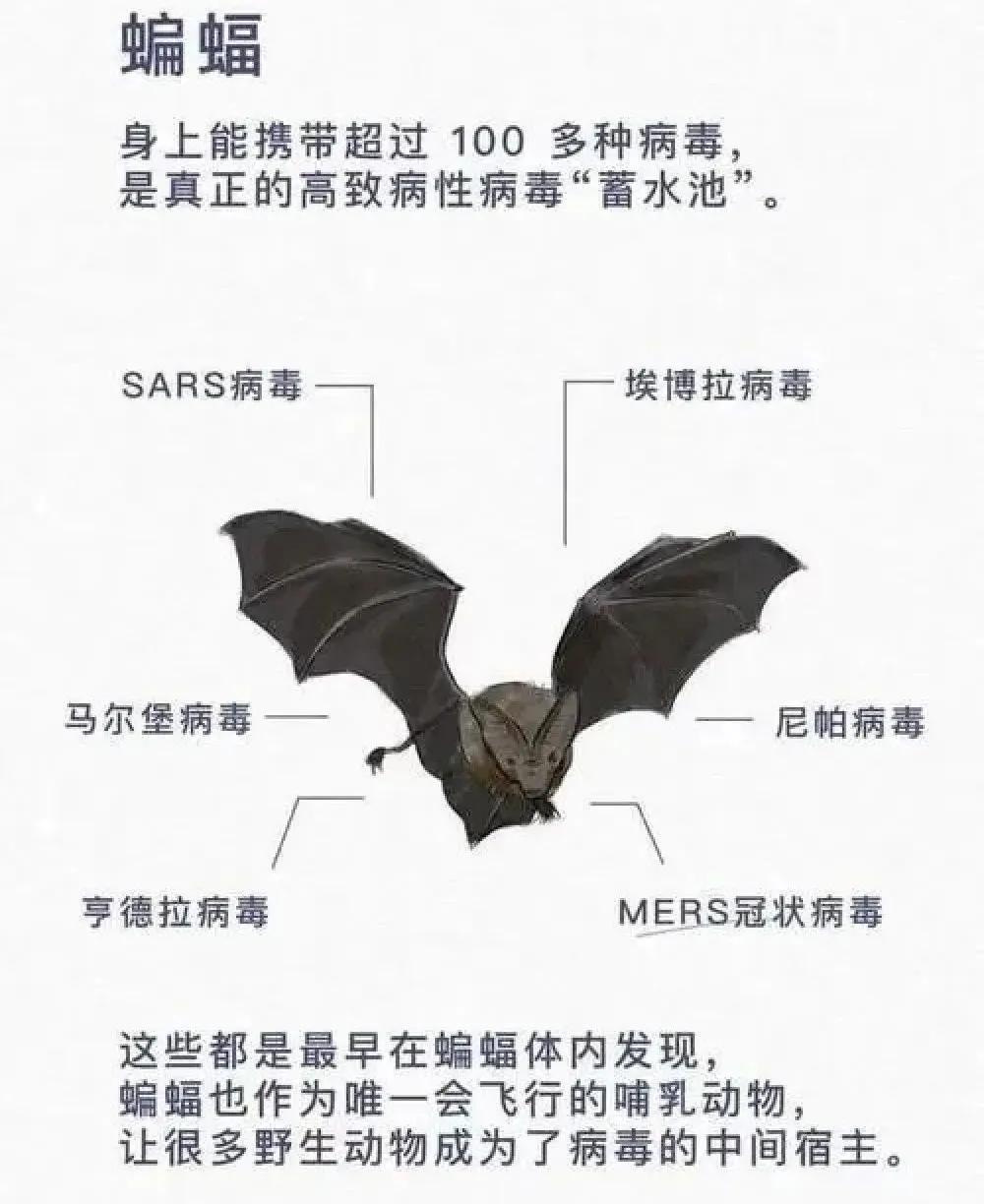 拒绝野味的动物有哪几种,哪些动物属于野味