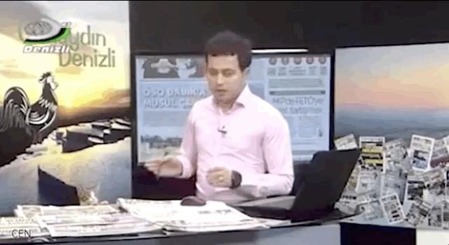 去土耳其当猫好吗,在土耳其做一只幸福的猫