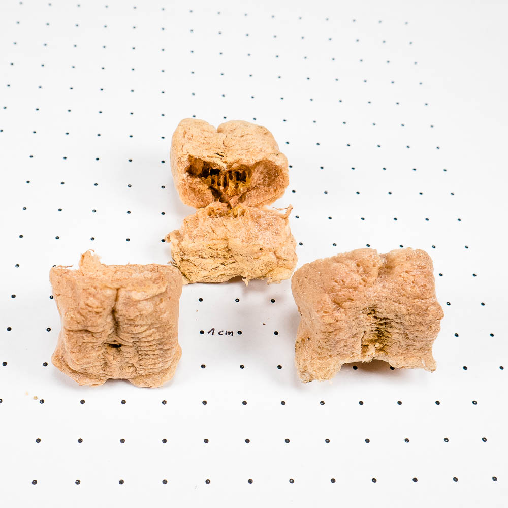 日本入侵物种螳螂,美国外来物种螳螂