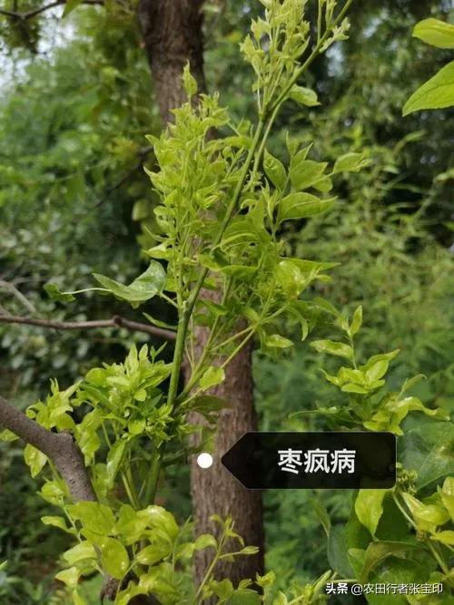 浅谈枣疯病的防治方法