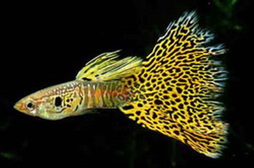 我们草缸养的孔雀鱼原来都错了,它更适合这种环境生存