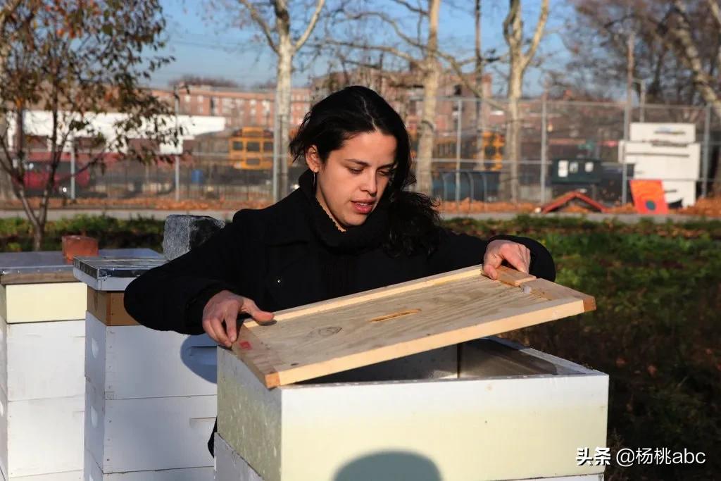 养蜂人发现蓝色蜂蜜,法国蓝色蜂蜜