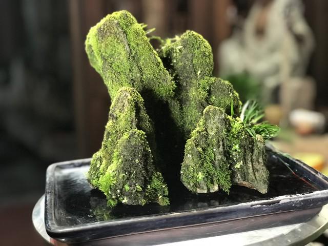 禅意浓浓的菖蒲盆景,最有禅意小绿植是菖蒲