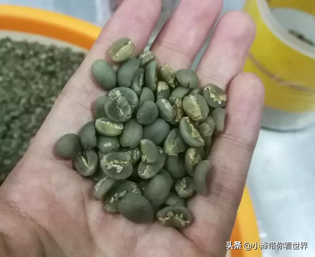 印度尼西亚猫屎咖啡工厂,印度尼西亚正宗猫屎咖啡价格