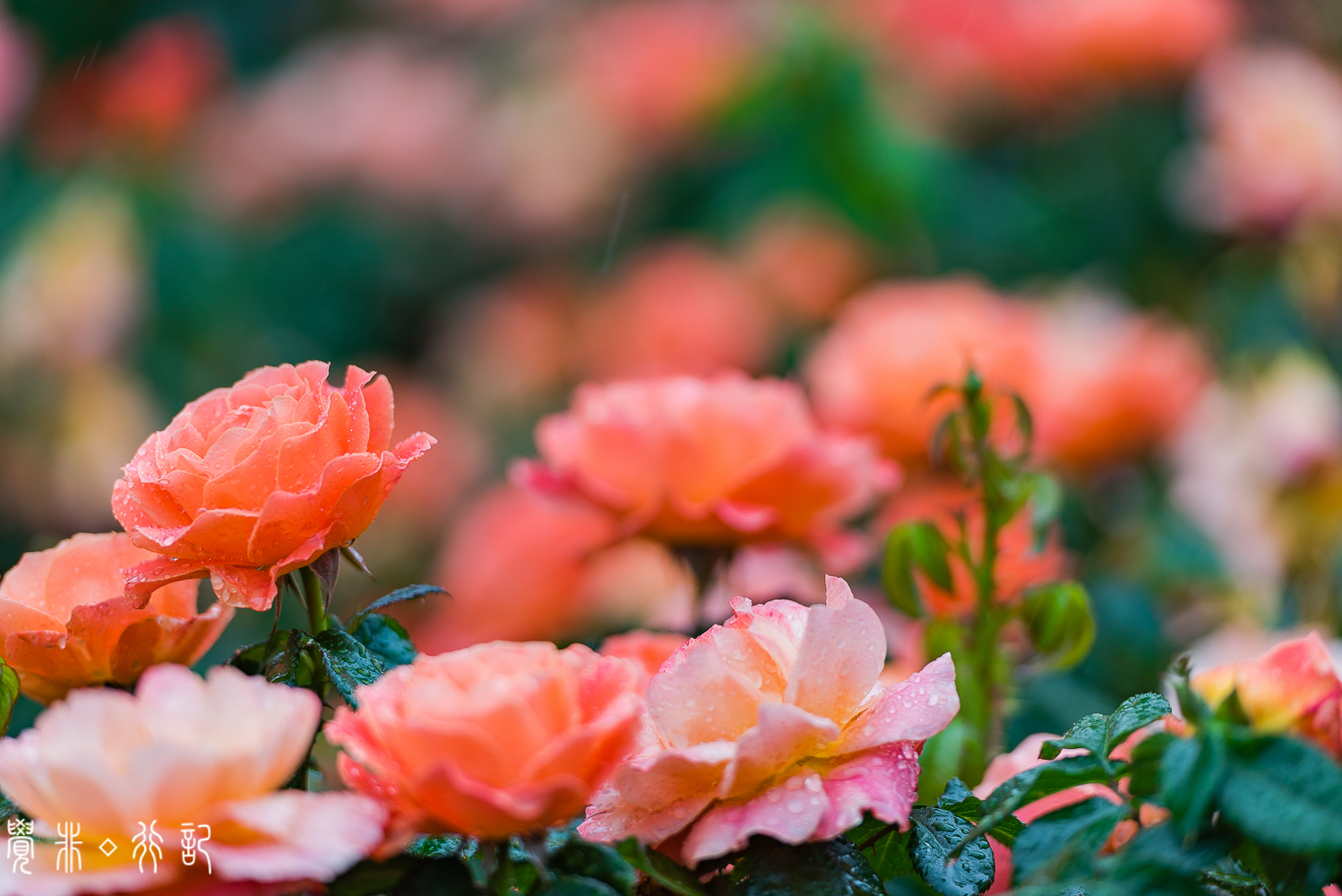 月季花中国特有品种,从中国运到欧洲的四种月季