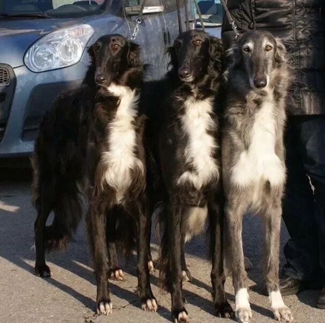 世界上最强的10种狗排名,世界上巨型狗大全