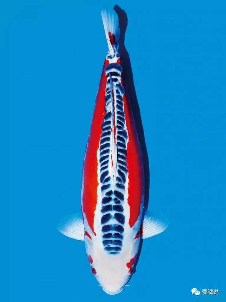 大日血统锦鲤介绍,锦鲤红白血统介绍