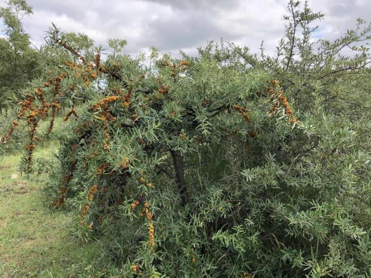 张北草原天路两日游攻略图片,丰宁坝上草原天路和张北草原天路
