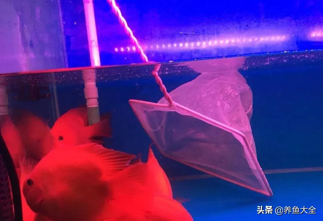 鱼的鳞片掉了还能长出来吗,鱼掉了鳞片怎么恢复