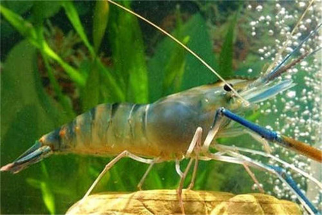 南美白对虾细菌性烂鳃病用什么药,南美白对虾细菌性急性肠胃炎