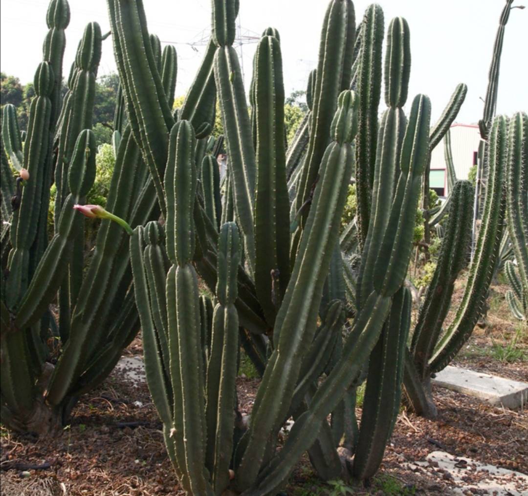 量天尺如何养得又粗又直,量天尺怎么养才能养得又肥又胖