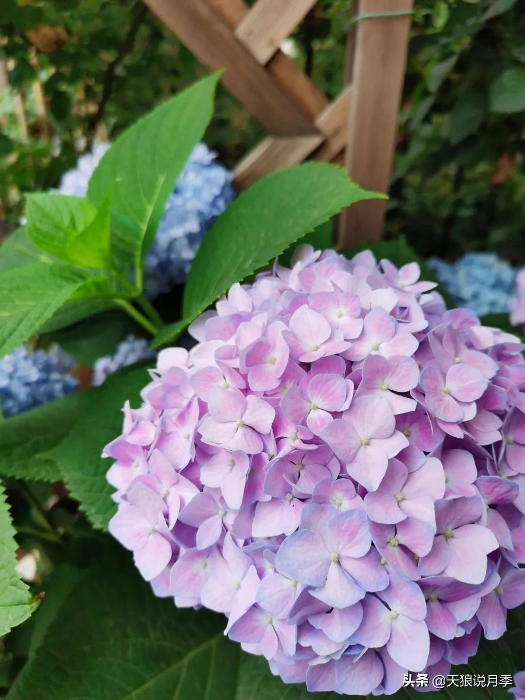 圆滚滚的绣球，瀑布般的花墙，这届花友也太会种花了吧