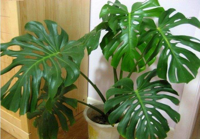 新房放什么植物吸甲醛效果好,吸甲醛最好的植物花卉是哪几种