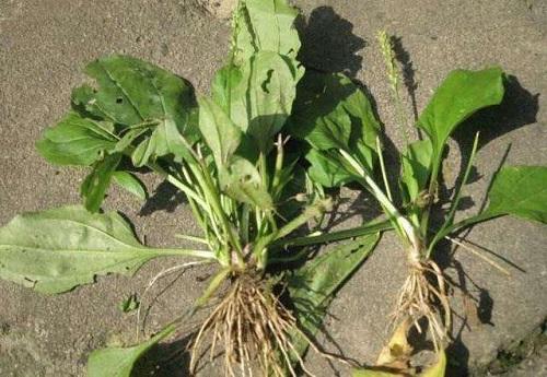 农村常见的一种野草,农村常见的一种野草竟然可以吃