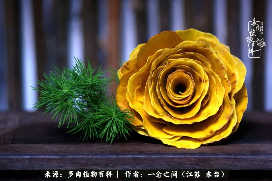 一见多肉误终生,一见多肉误终生从此入了养花坑