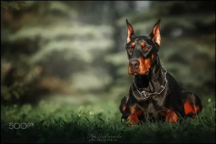 拳师犬对比杜宾犬,杜宾犬和拳师犬哪个好