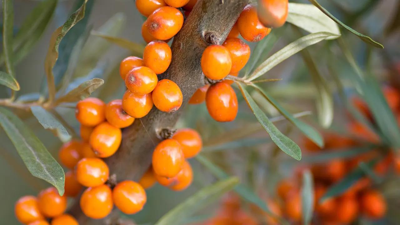 又见沙棘红诗句,又见沙棘